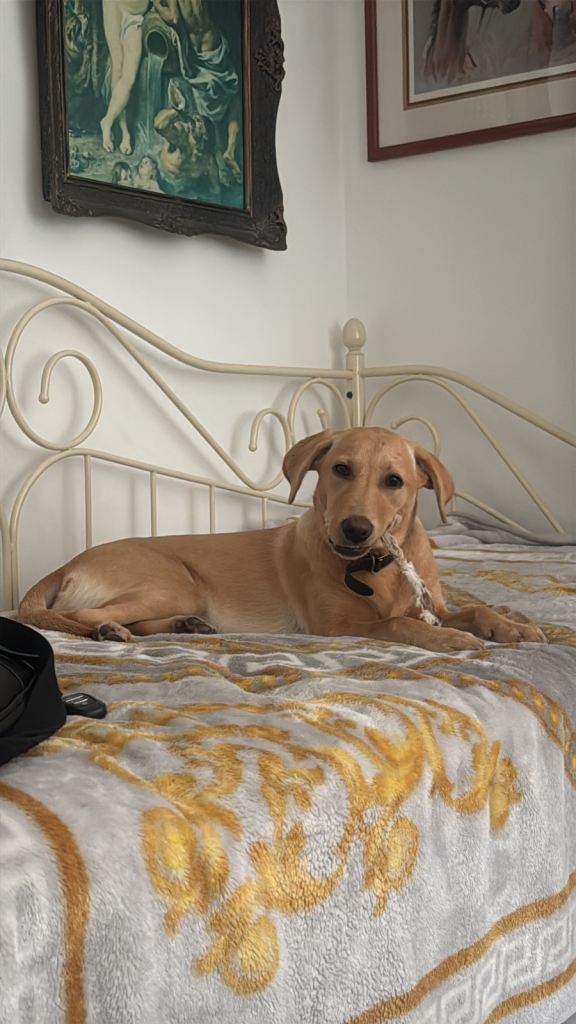 Labrador retriever FEMALE KC registered 