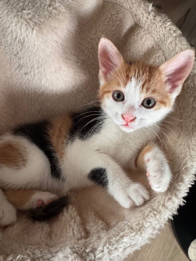 Gorgeous Kittens