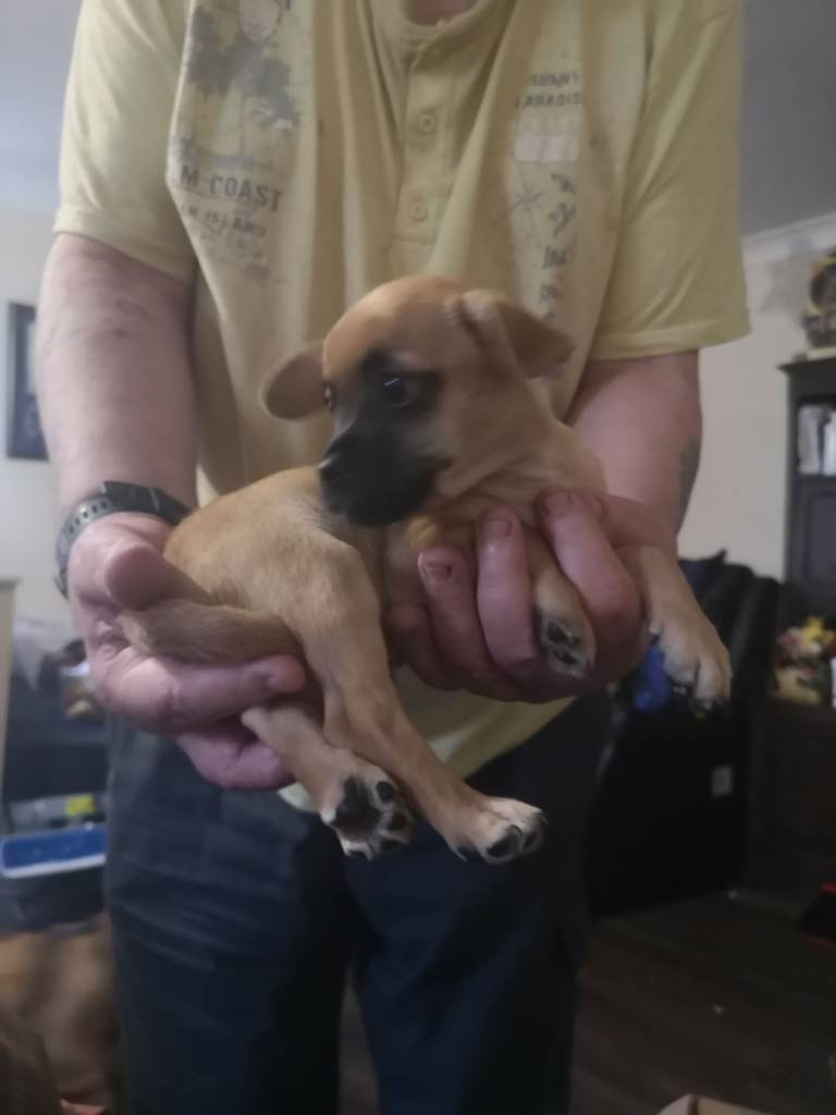 Male puppy