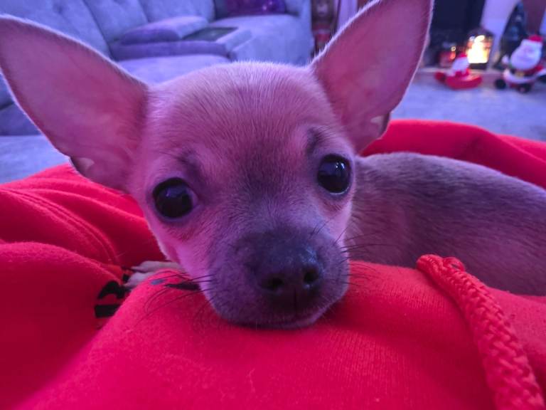 Toy Chihauhaus,1 girl left,ready now