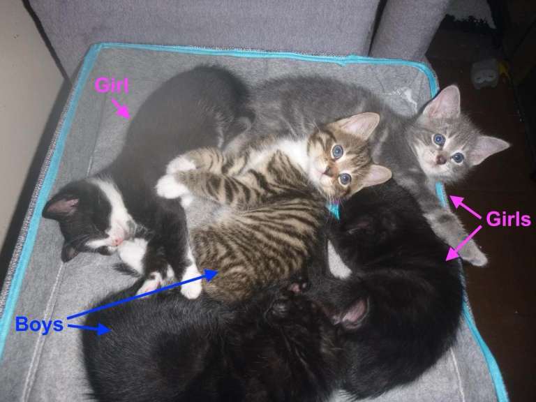 Charming kittens for sale.