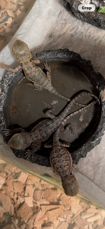 Bearded Dragon Babies