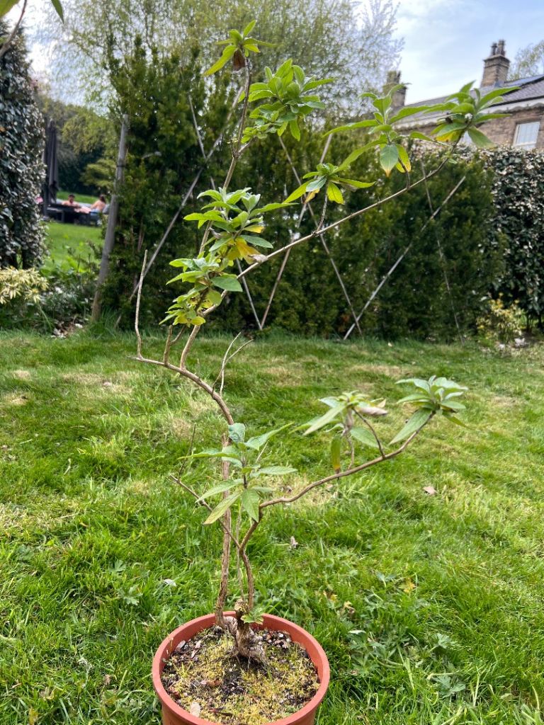 Young buddleia plant 