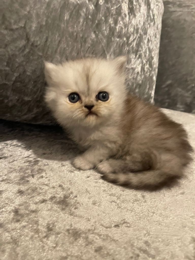 beautiful pure bred Persian kittens