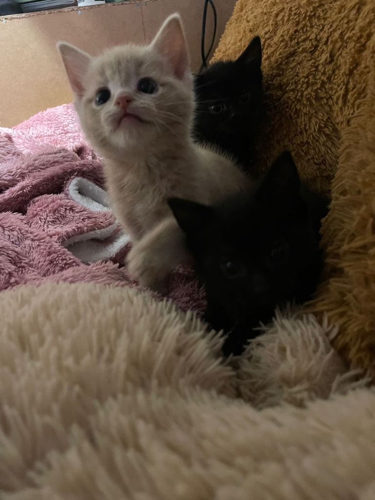 4Beautiful kittens left!