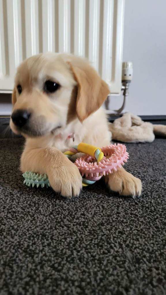 Golden retriever puppy's for sale in Harrow London 