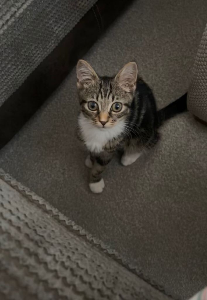 Tabby domestic short hair kitten 