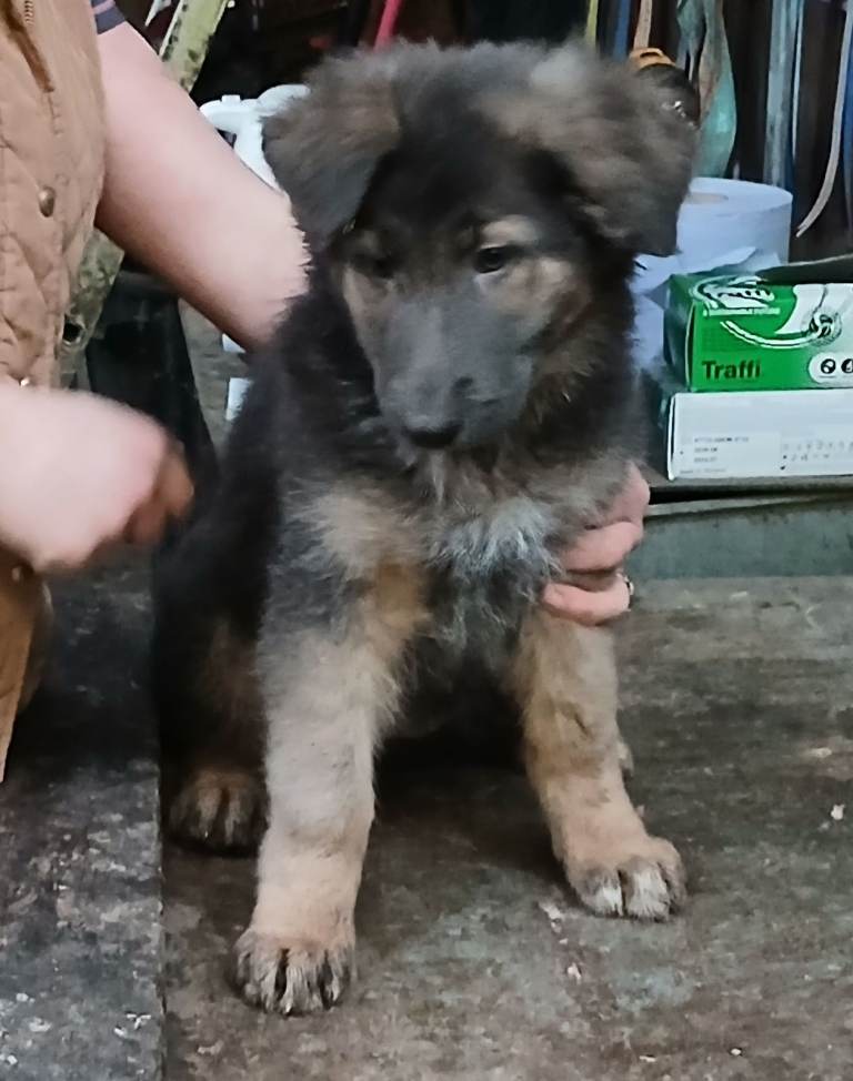 German shepherd /Cross