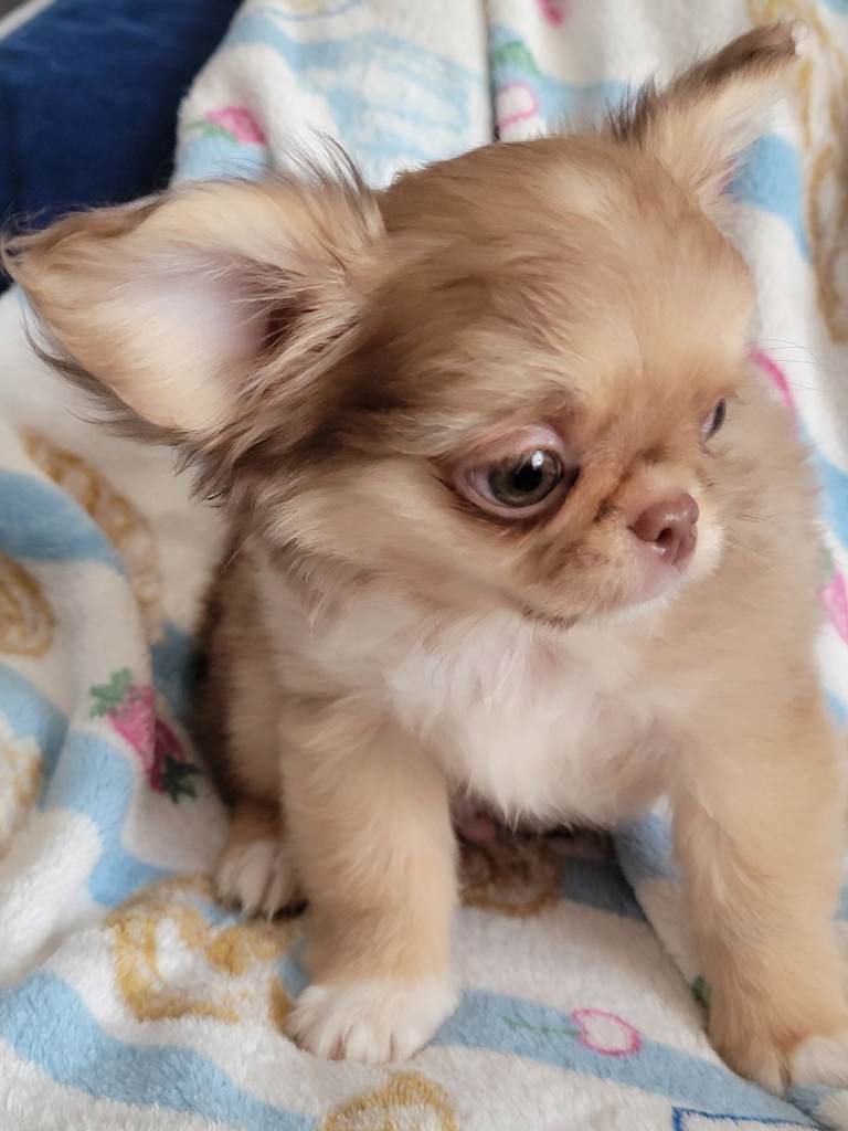 Beautiful long haired chihuahua puppies