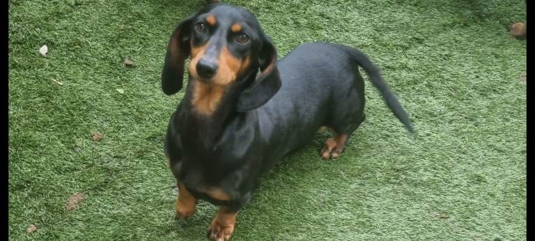 Dachshund girl