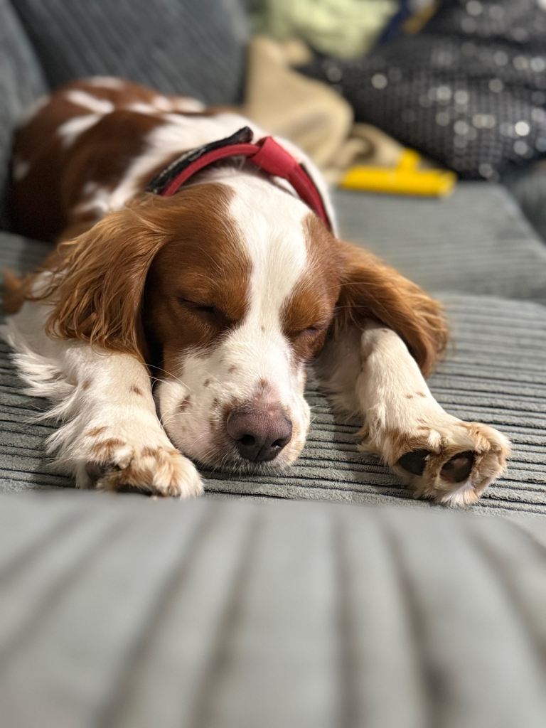 Loving dog looking for new home 