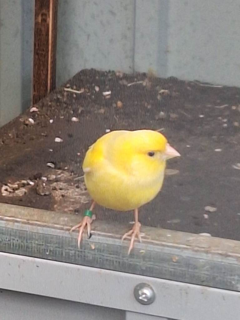 Beautiful yellow male canary for sale