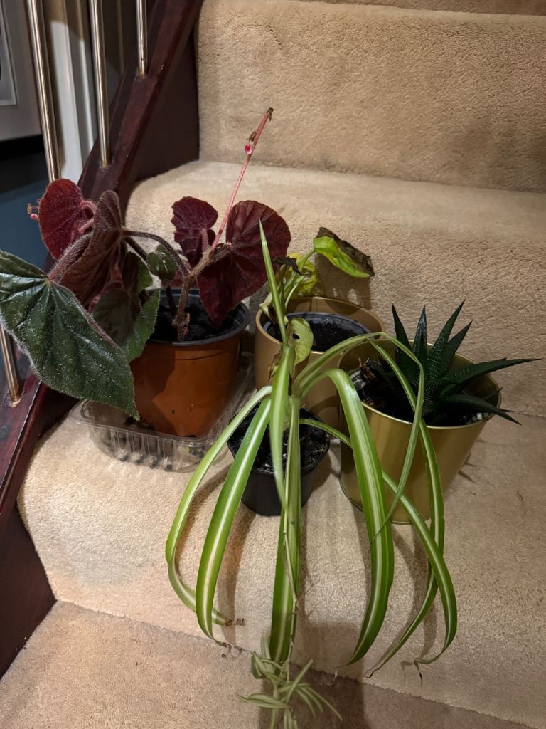 Houseplant Bundle. Free collect from Loanhead 