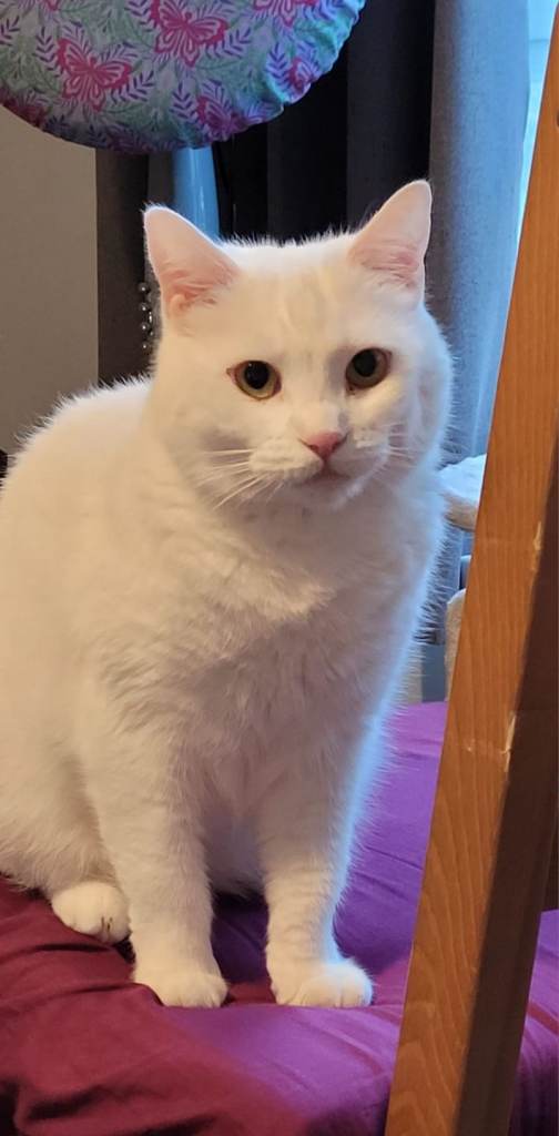 Indoor cat
