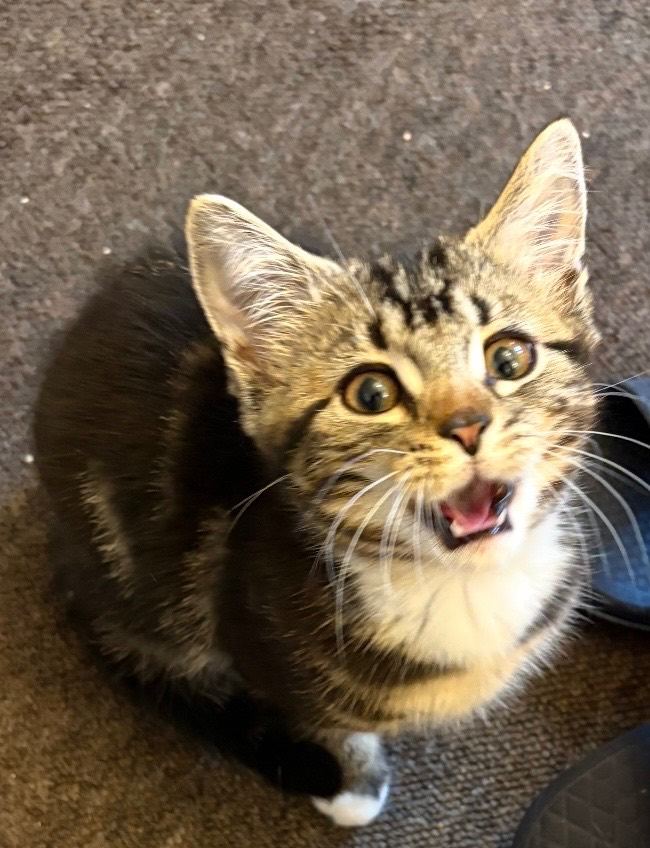 Kitten for sale !