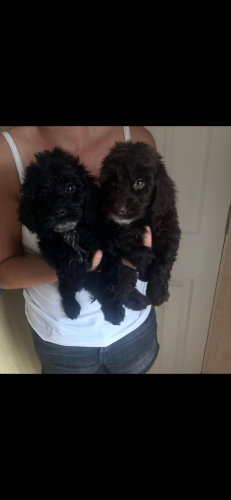 Cocker poo puppies