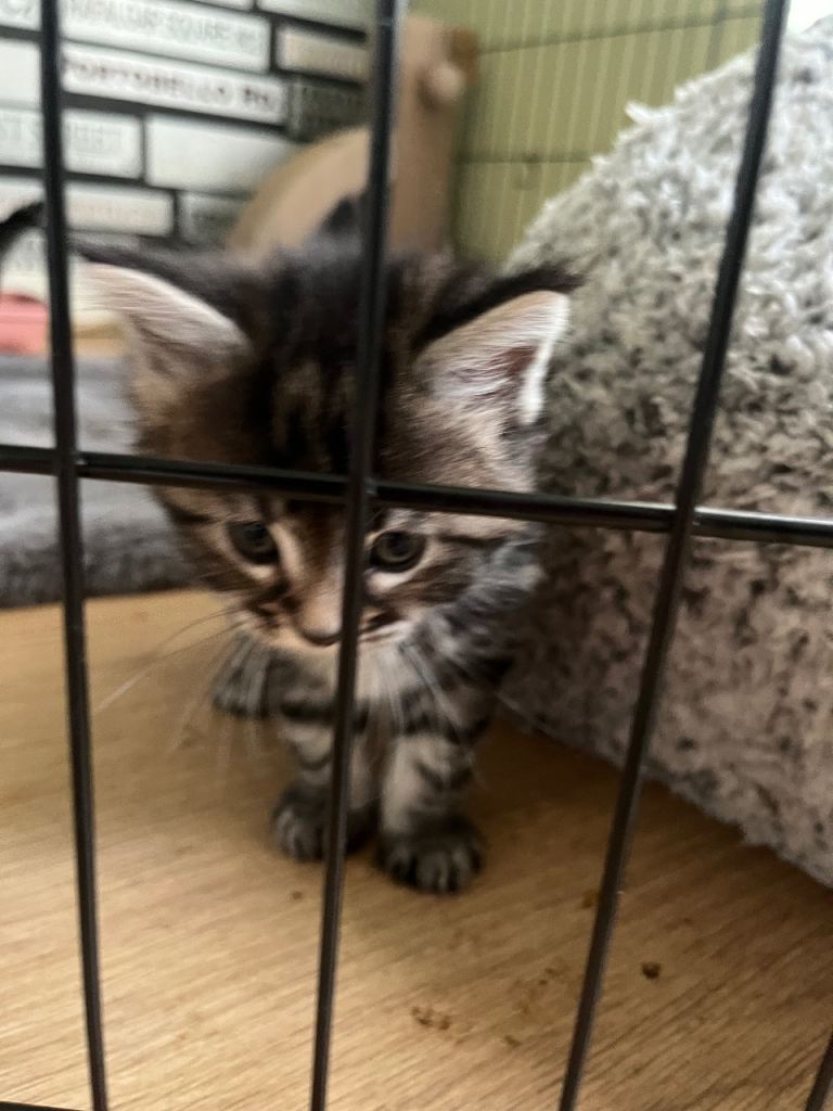 Maine coon x Ragdoll breed kittens for sale