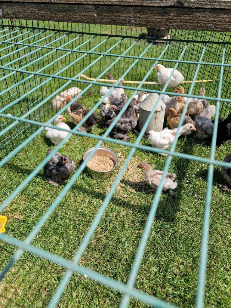 Bantams for sale