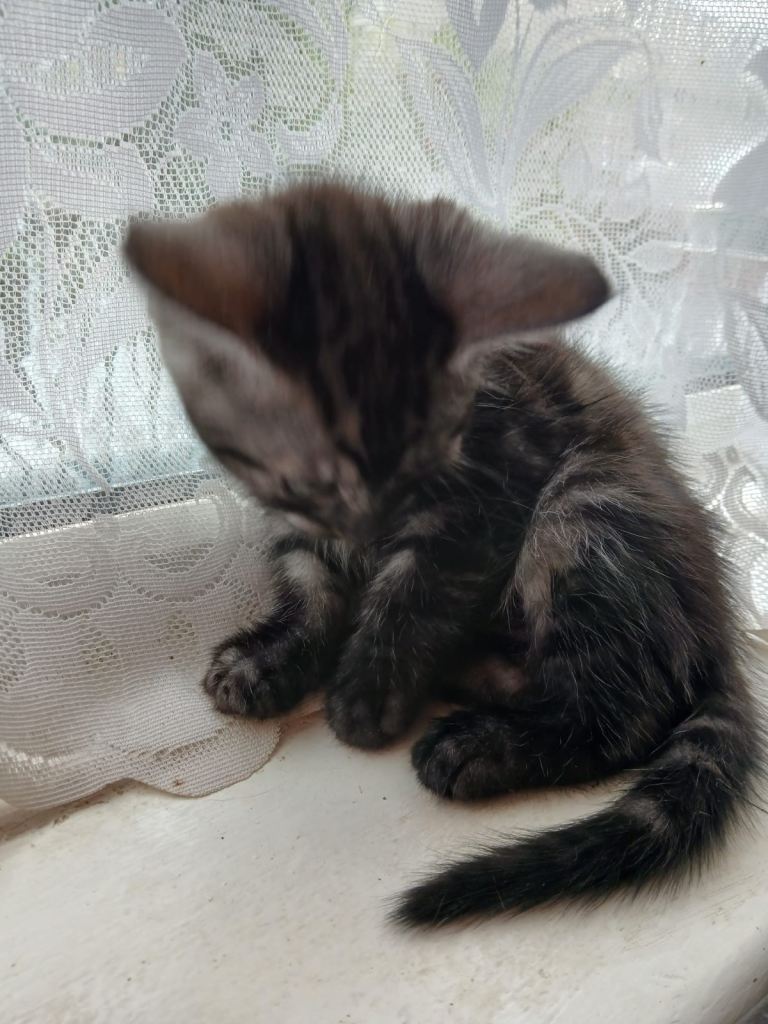 Kittens for sale ready to collect tabby mix