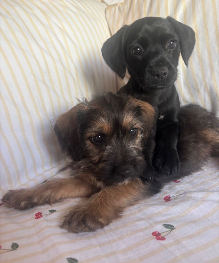 Border terrier x patterdale puppys 