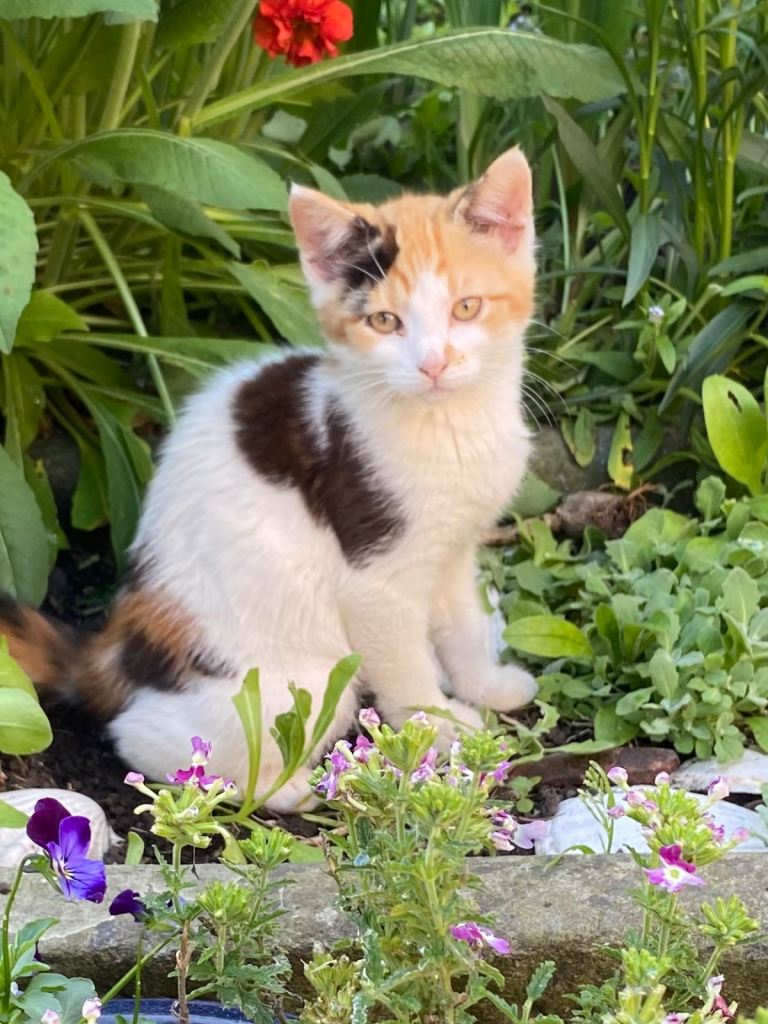 Cute kitten looking for her forever home