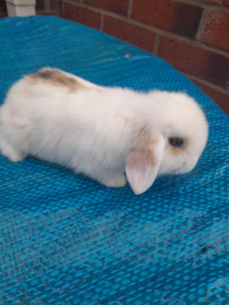 Mini Lop Rabbits 