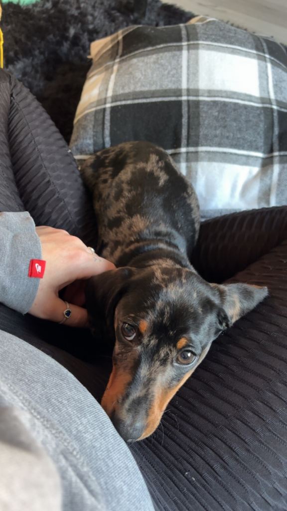 Lovely dappled dachshund boy 