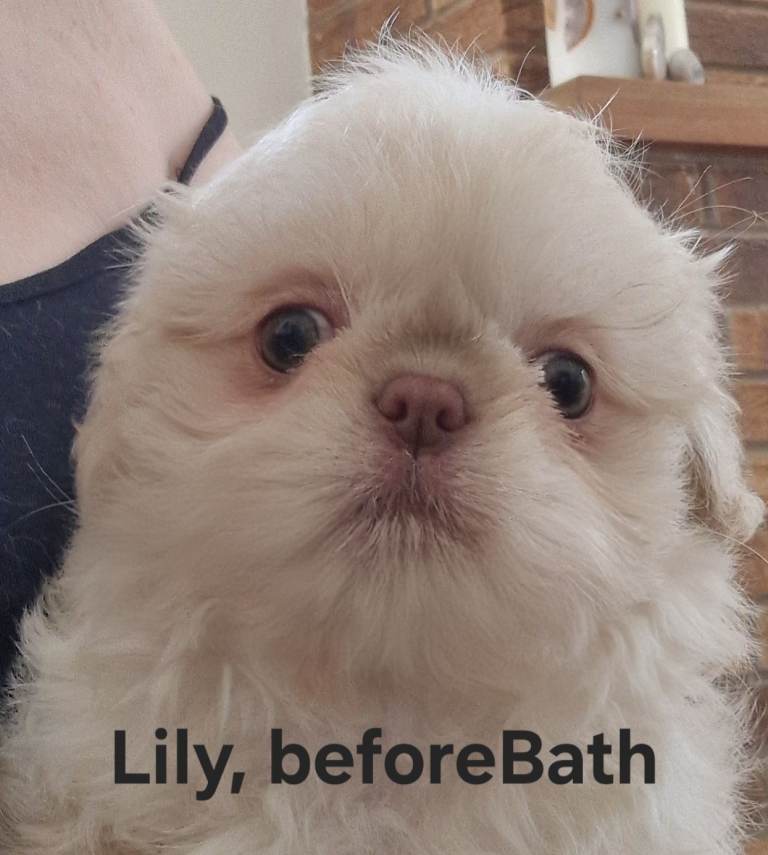 1 imperial. Shih Tzu pups wanting forever homes