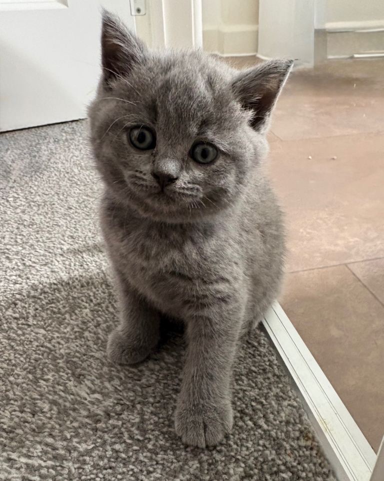 British shorthair kittens 