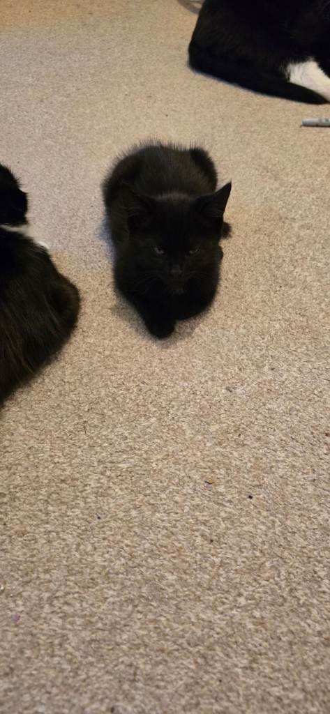 Kittens Angora 