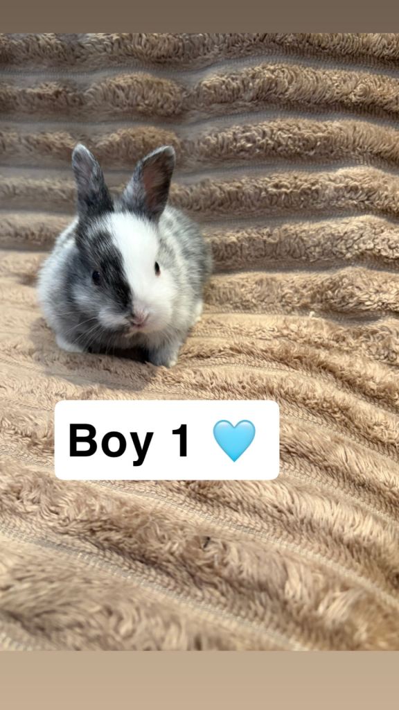 Mini lops 