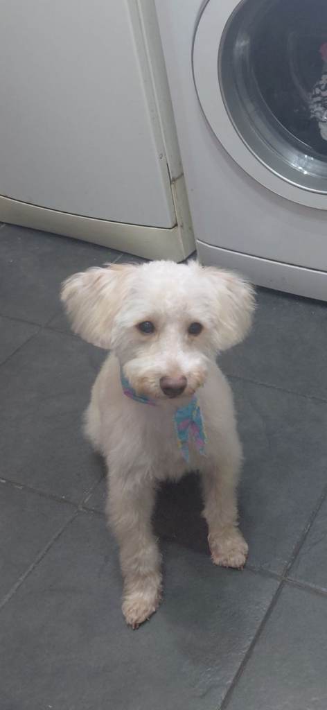 schnauzer/poddle AKA  schnoodle 