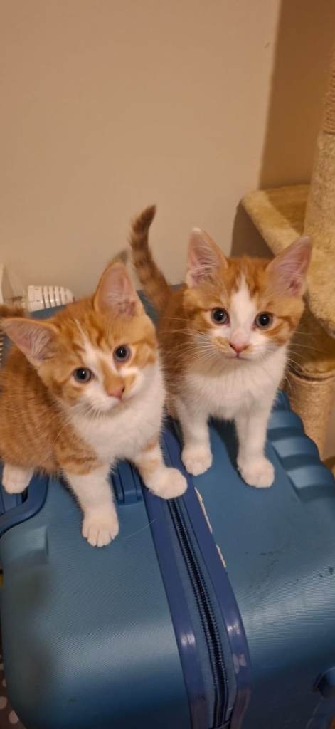 Kittens brothers 😸 😸 