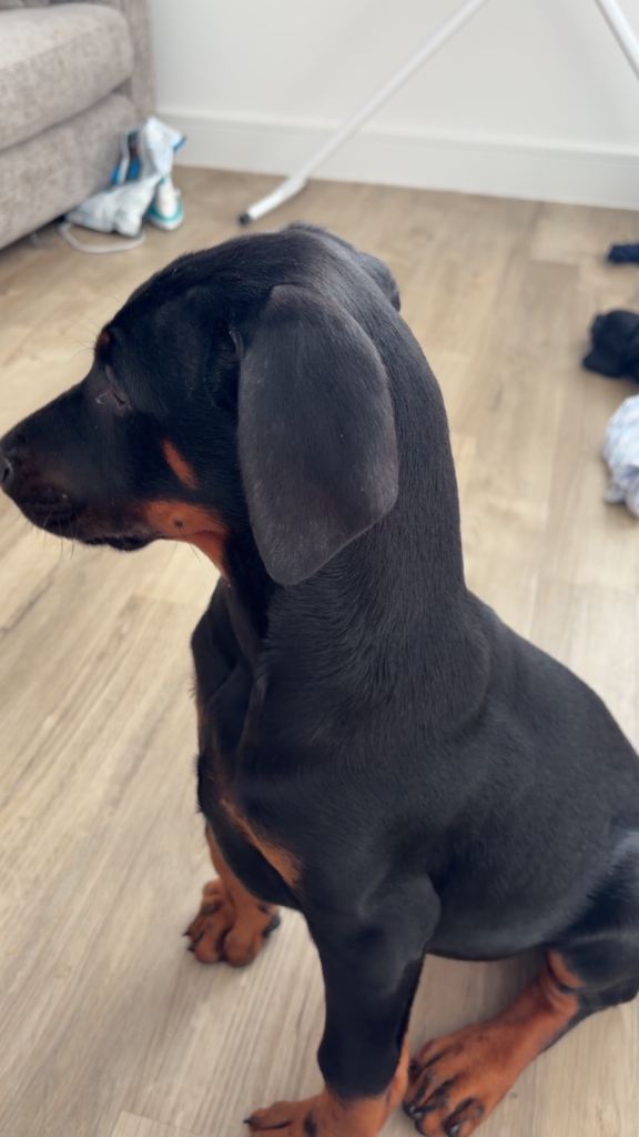 Dobermann Puppy
