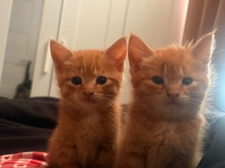 Kittens for sale-ready now