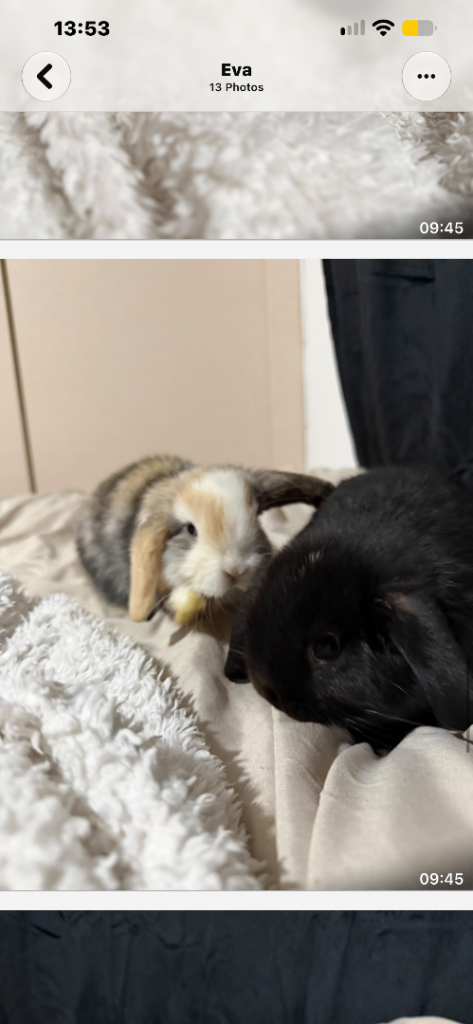 Baby mini lops 