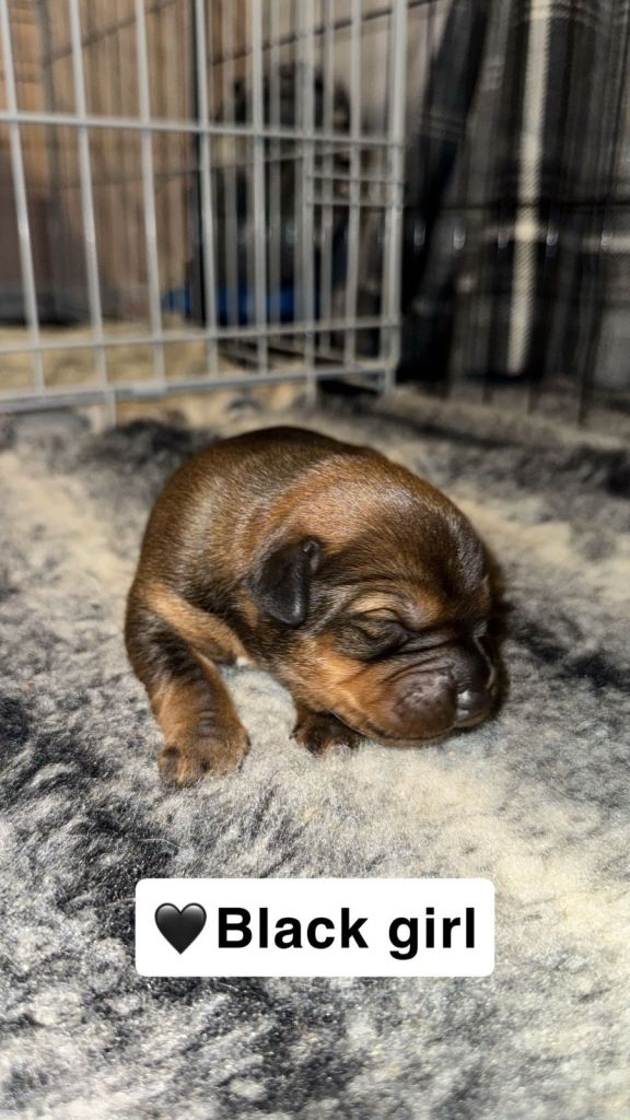 Rottweiler X Staffy Puppies