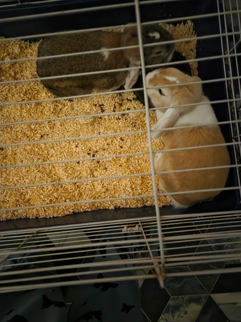 🐰 Loving Home Wanted for 2 Male Rabbits 🐰
