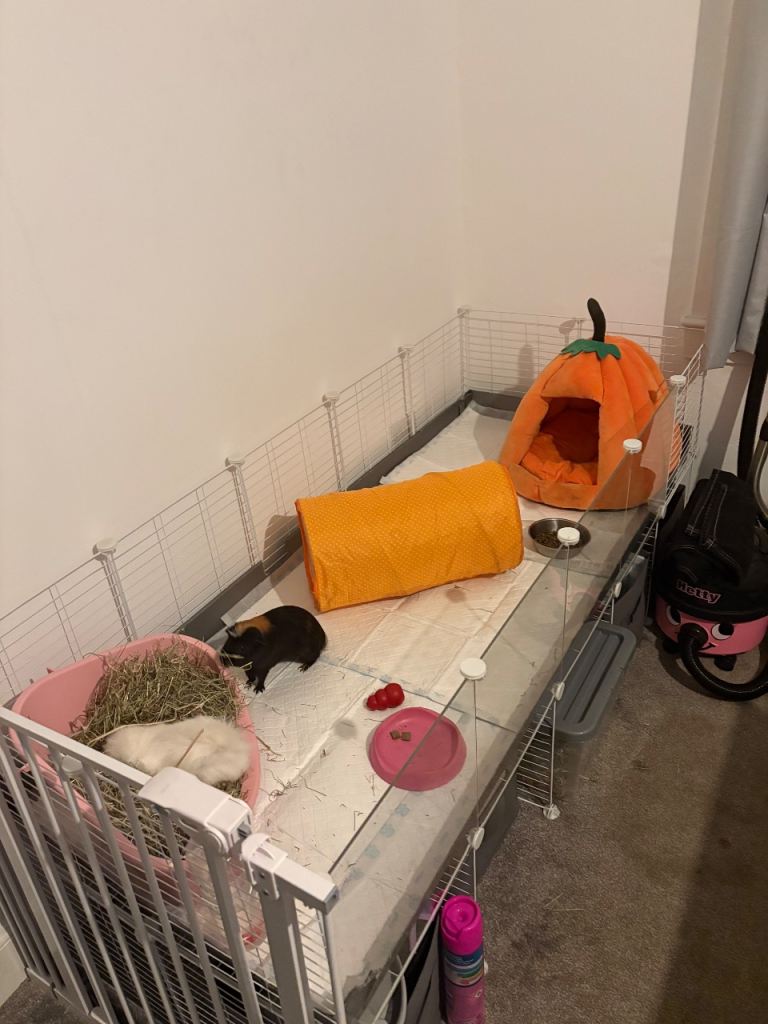 2 x male guinea pigs 