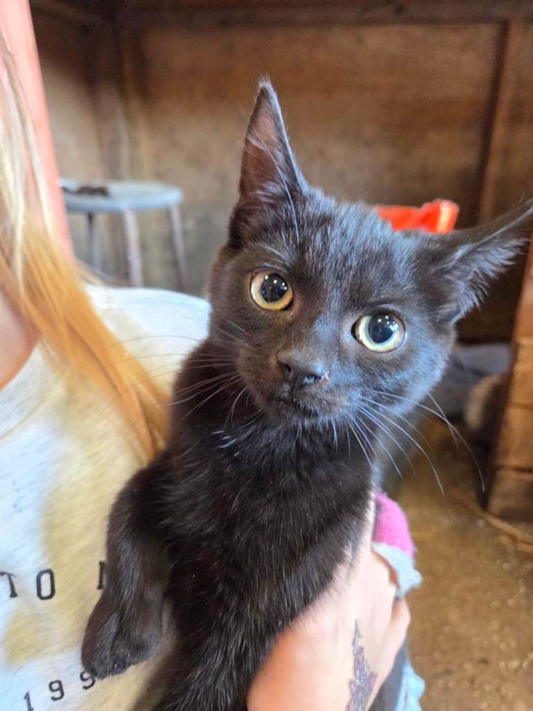 image for 1 Male farm Kitten (Not Feral)