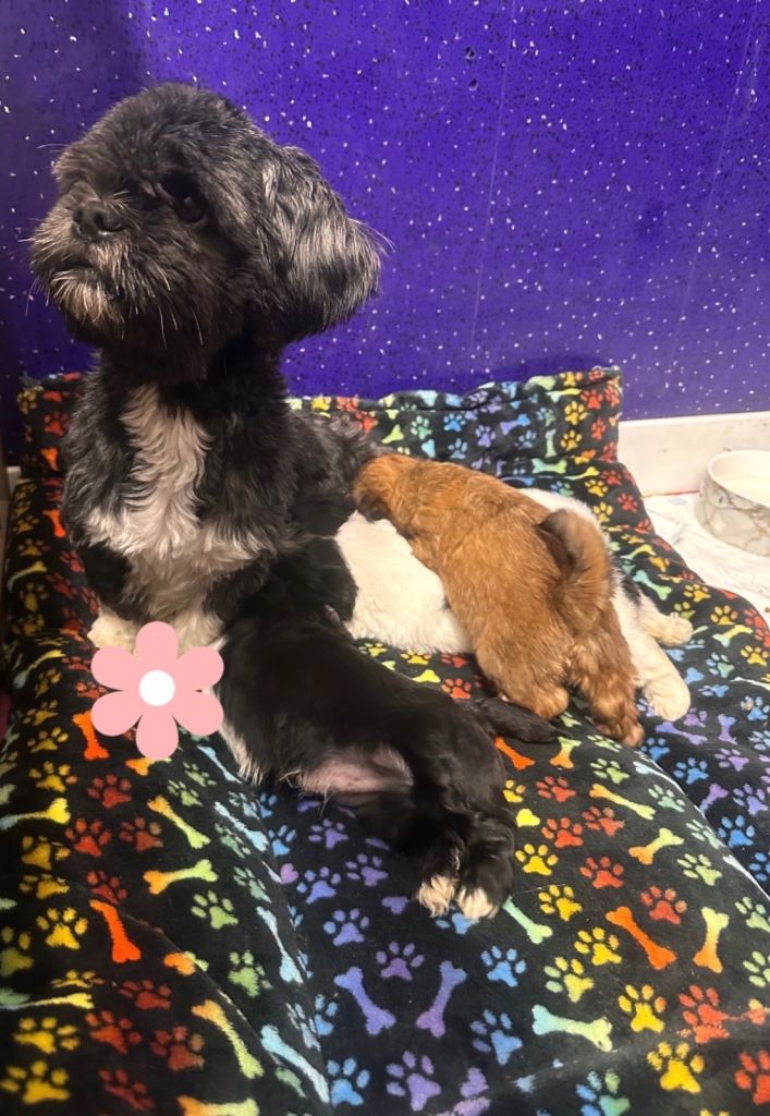 Lhasa Apso Puppies