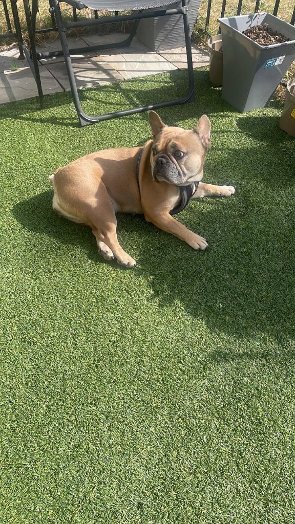 Female French bulldog. Forsale 