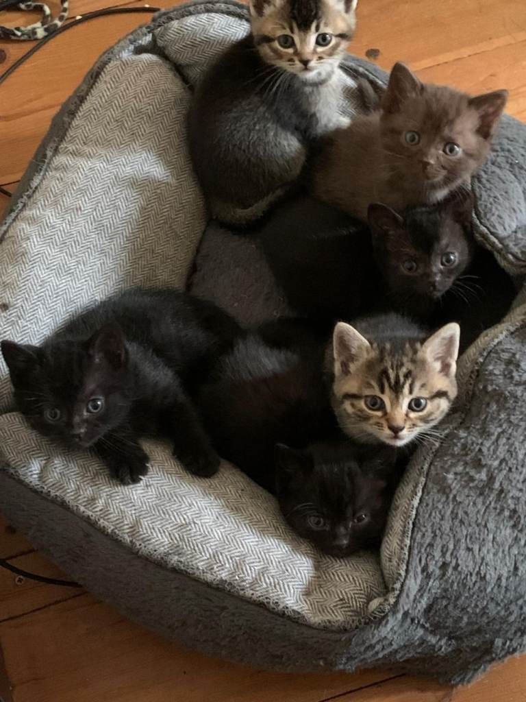 Kittens looking for a loving home