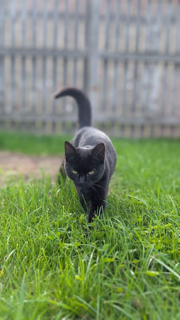 Pair of gorgeous black kittens looking for a loving home