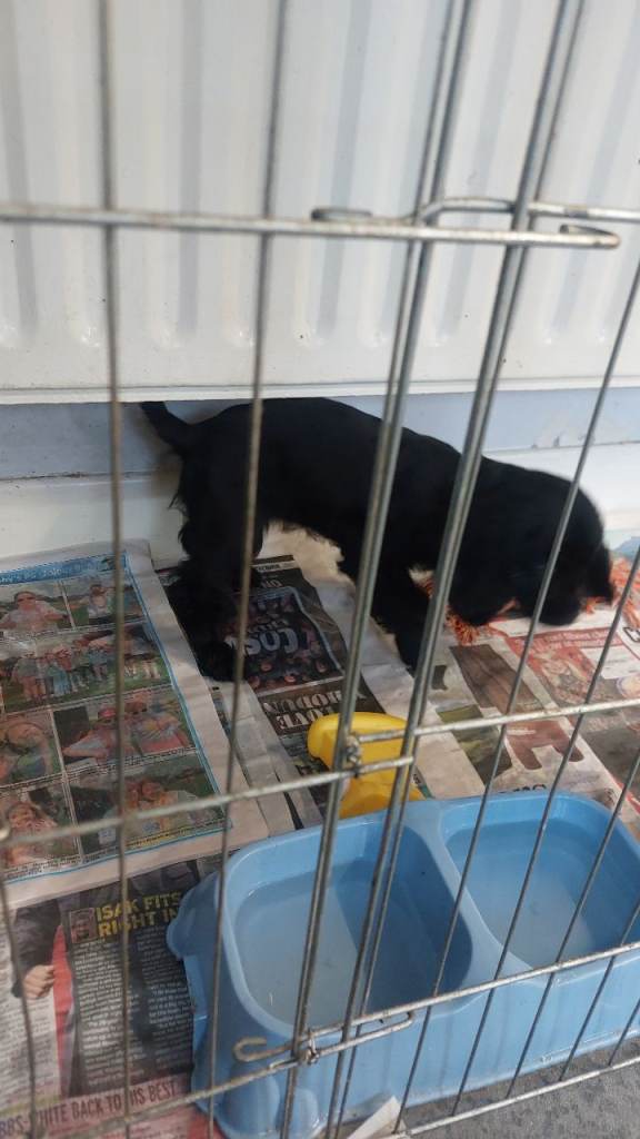   black cocker spaniel pups