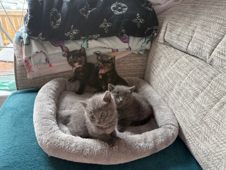 Kittens 