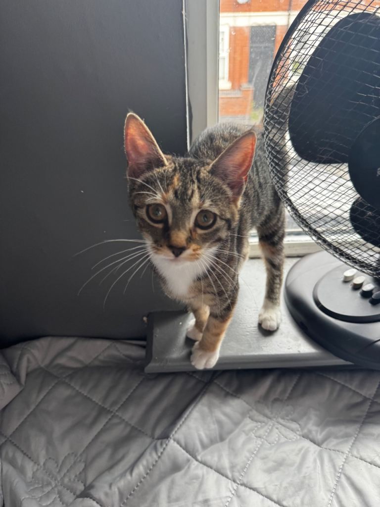 Beautiful Friendly Female Kitten – 4 Months Old