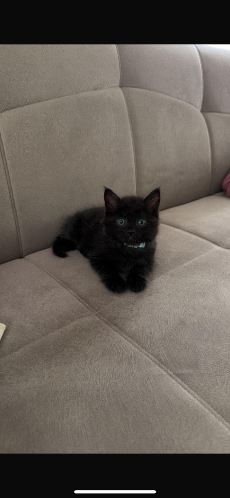 Fluffy boy kitten