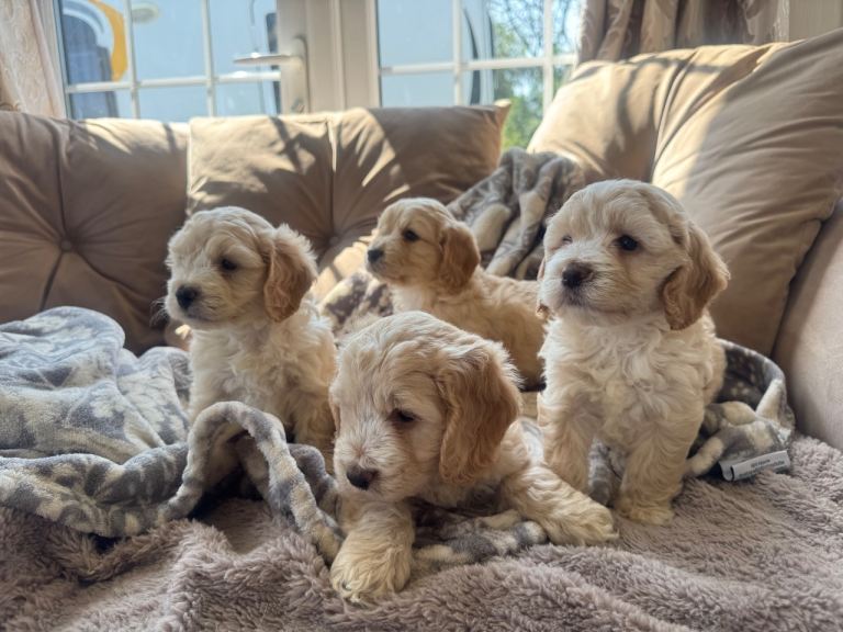 Cockapoo puppies 