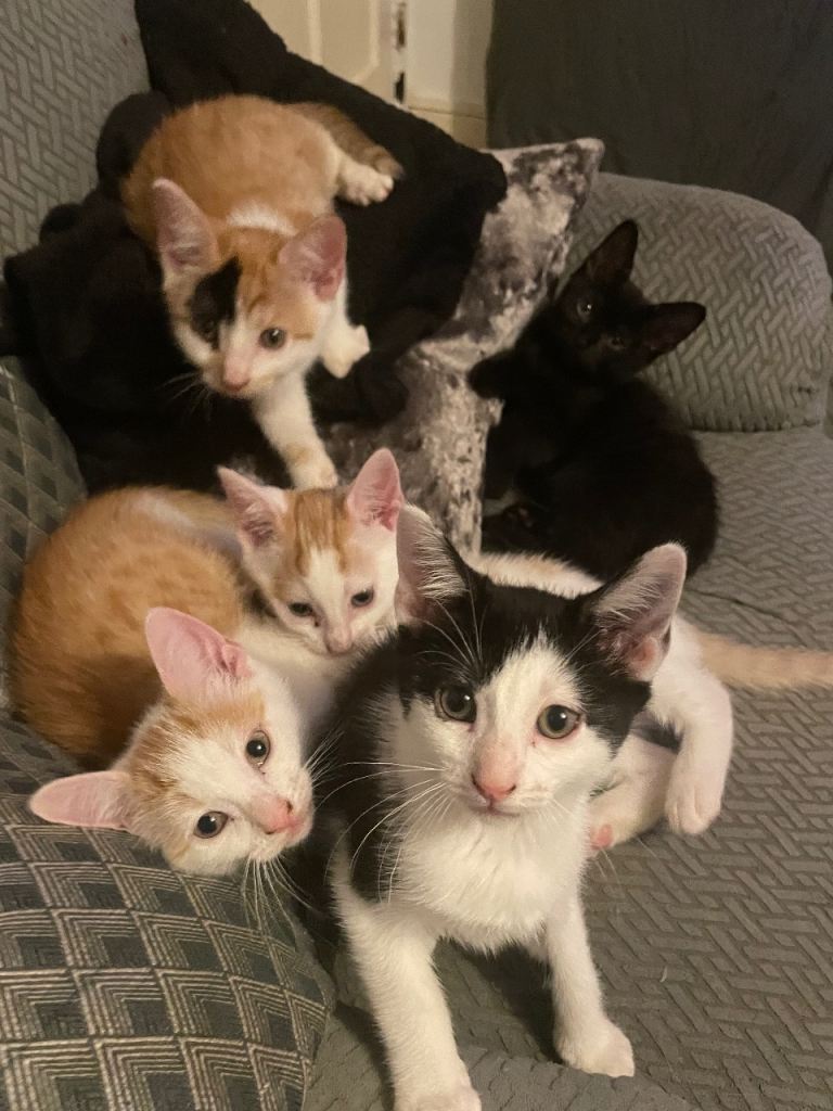 4 beautiful kittens looking for forever homes!